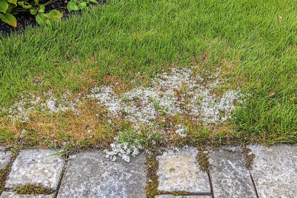 lawn dethatching near me